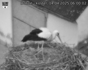 Capi_Dubne_20250414_060002.jpg (1350 x 1080)