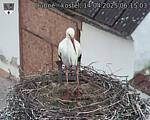 Capi_Dubne_20250414_061503.jpg