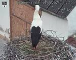 Capi_Dubne_20250414_062003.jpg