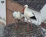 Capi_Dubne_20250414_070503.jpg