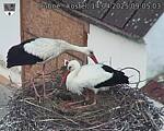 Capi_Dubne_20250414_090503.jpg