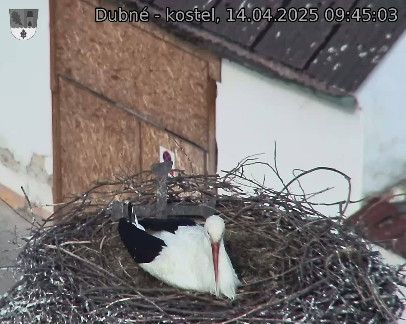 Capi_Dubne_20250414_094503.jpg (1350 x 1080)