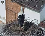 Capi_Dubne_20250414_105003.jpg