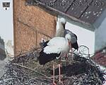 Capi_Dubne_20250414_110503.jpg