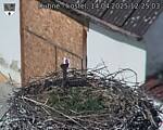 Capi_Dubne_20250414_122503.jpg