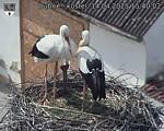 Capi_Dubne_20250414_154002.jpg