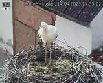Capi_Dubne_20250414_173502.jpg