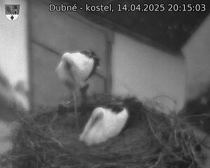 Capi_Dubne_20250414_201503.jpg (1350 x 1080)
