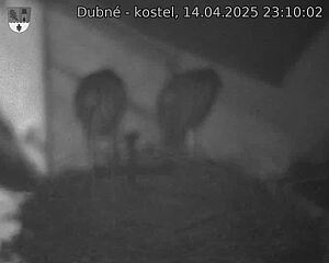 Capi_Dubne_20250414_231002.jpg (1350 x 1080)