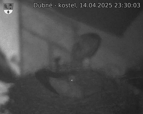 Capi_Dubne_20250414_233003.jpg (1350 x 1080)