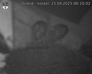 Capi_Dubne_20250415_001002.jpg (1350 x 1080)