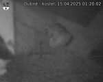 Capi_Dubne_20250415_012002.jpg