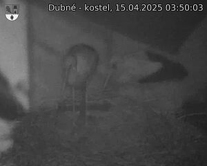 Capi_Dubne_20250415_035003.jpg (1350 x 1080)