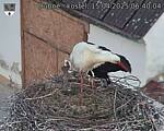 Capi_Dubne_20250415_064004.jpg
