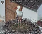 Capi_Dubne_20250415_101503.jpg