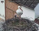 Capi_Dubne_20250415_115503.jpg