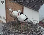 Capi_Dubne_20250415_130504.jpg