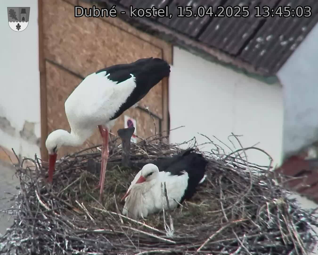 Capi_Dubne_20250415_134503.jpg (1350 x 1080)