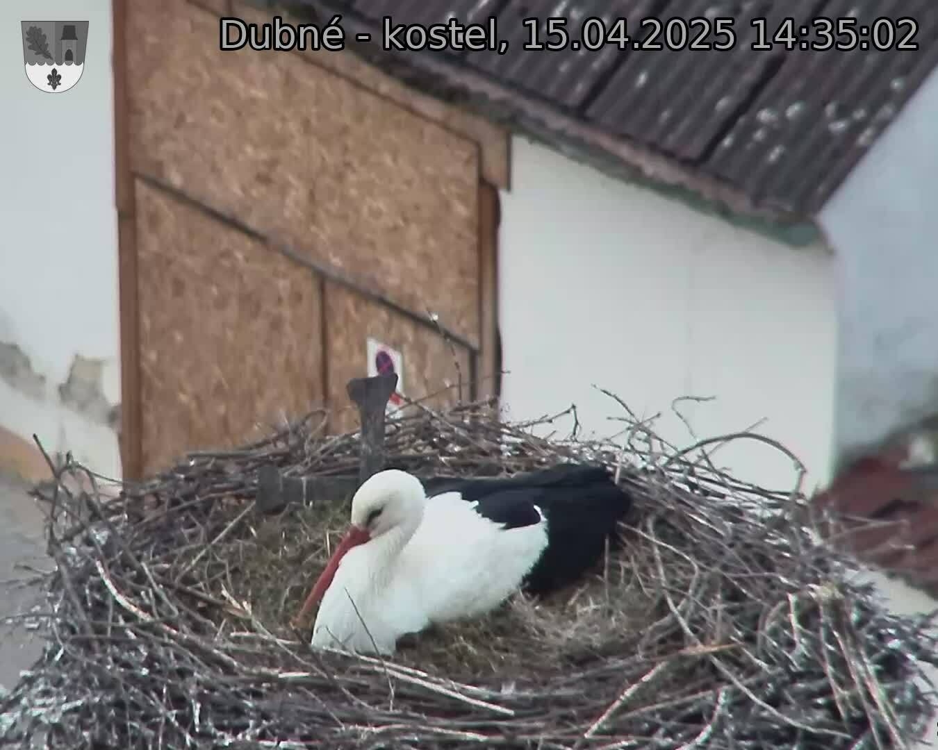 Capi_Dubne_20250415_143502.jpg (1350 x 1080)