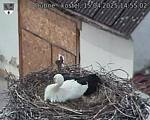 Capi_Dubne_20250415_145502.jpg