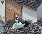 Capi_Dubne_20250415_151503.jpg
