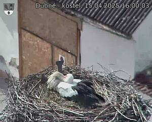 Capi_Dubne_20250415_160003.jpg (1350 x 1080)