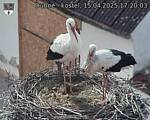 Capi_Dubne_20250415_172003.jpg