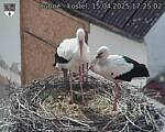 Capi_Dubne_20250415_172502.jpg