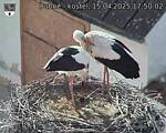 Capi_Dubne_20250415_175002.jpg