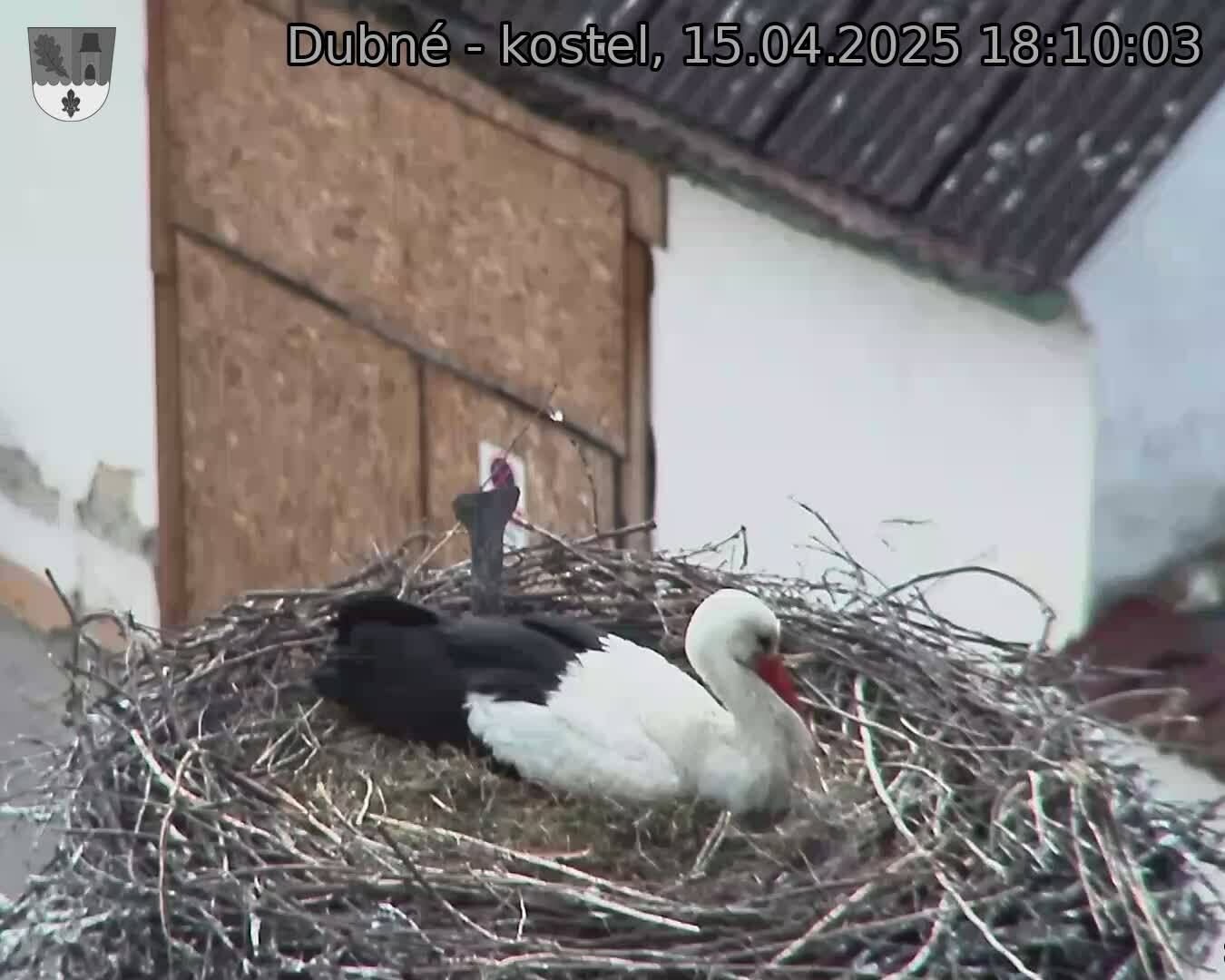 Capi_Dubne_20250415_181003.jpg (1350 x 1080)