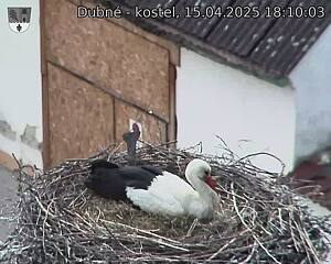 Capi_Dubne_20250415_181003.jpg (1350 x 1080)