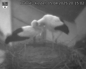 Capi_Dubne_20250415_201502.jpg (1350 x 1080)