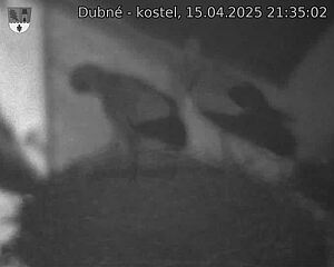 Capi_Dubne_20250415_213502.jpg (1350 x 1080)