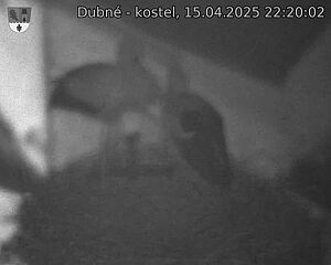 Capi_Dubne_20250415_222002.jpg (1350 x 1080)