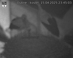 Capi_Dubne_20250415_234503.jpg (1350 x 1080)