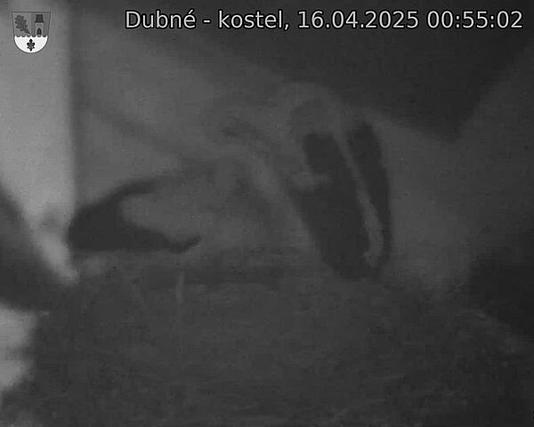 Capi_Dubne_20250416_005502.jpg (1350 x 1080)