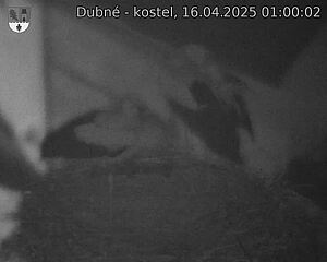 Capi_Dubne_20250416_010002.jpg (1350 x 1080)