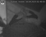 Capi_Dubne_20250416_024003.jpg