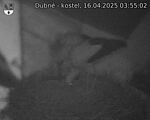 Capi_Dubne_20250416_035502.jpg