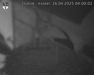 Capi_Dubne_20250416_040002.jpg (1350 x 1080)