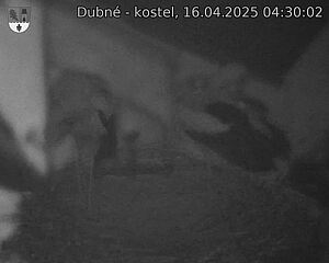 Capi_Dubne_20250416_043002.jpg (1350 x 1080)