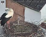 Capi_Dubne_20250416_061002.jpg