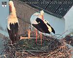 Capi_Dubne_20250416_062003.jpg