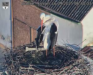 Capi_Dubne_20250416_064003.jpg (1350 x 1080)