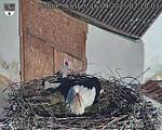 Capi_Dubne_20250416_072003.jpg