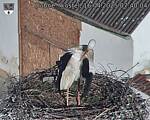 Capi_Dubne_20250416_074004.jpg