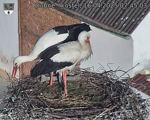 Capi_Dubne_20250416_074503.jpg (1350 x 1080)