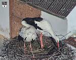 Capi_Dubne_20250416_075004.jpg