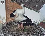 Capi_Dubne_20250416_093503.jpg