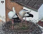 Capi_Dubne_20250416_094503.jpg